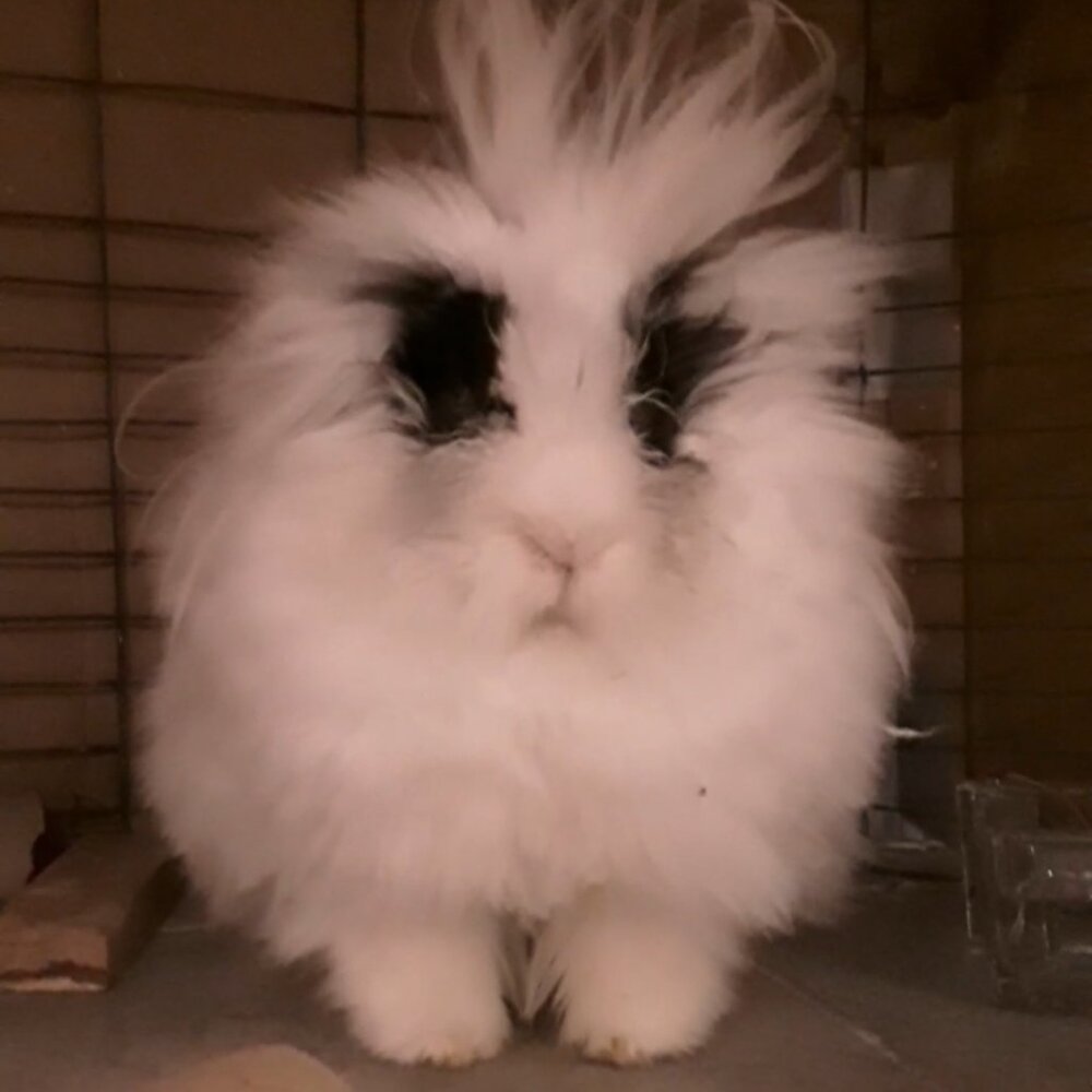 All Natural Homemade Rabbit Treats - Picture 9 of 9